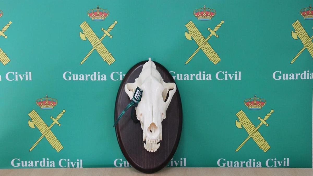 Cabeza de lobo decomisada en la operación por el abatimiento de varios ejemplares en Lois.