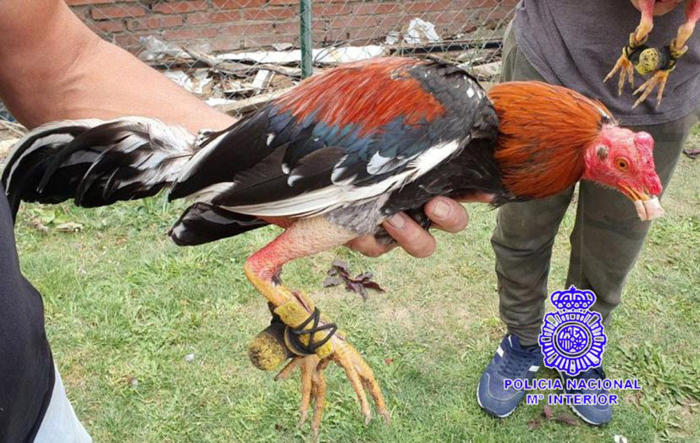 La Policía se incauta de seis gallos en una nave de El Cerro