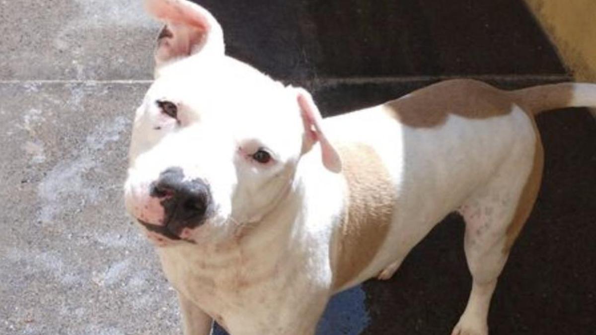 Mujer enfrenta multa de hasta 50,000 euros por abandonar a su perro en Santa Cruz de Tenerife