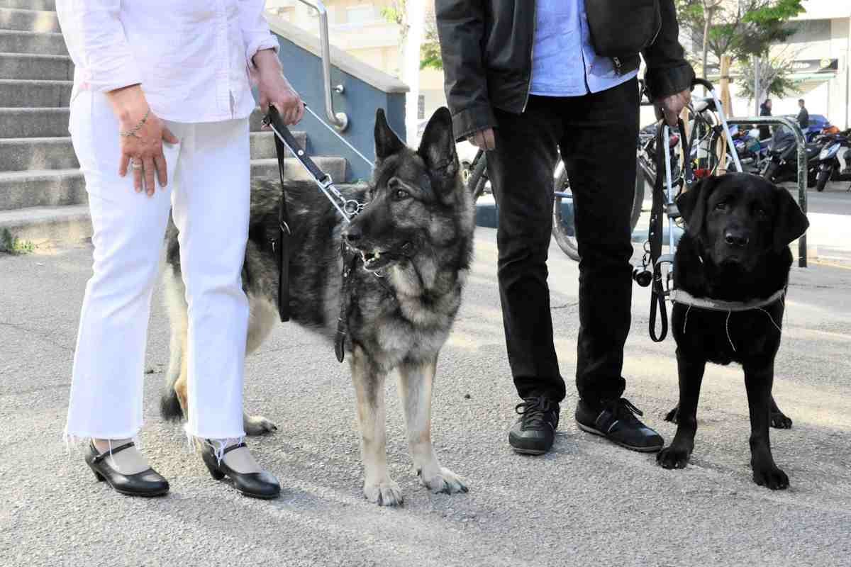 Un restaurante de Palma impide a una pareja de invidentes acceder con sus perros guía