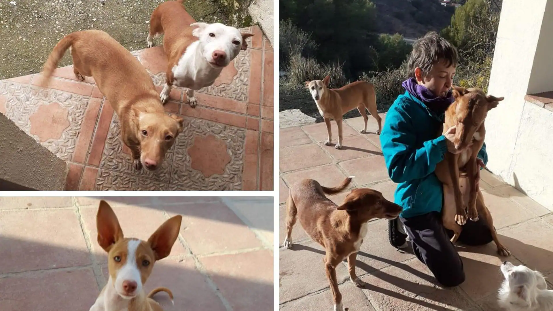 Una familia denuncia el robo de sus seis perros en Monda: «Nos han destrozado por dentro»