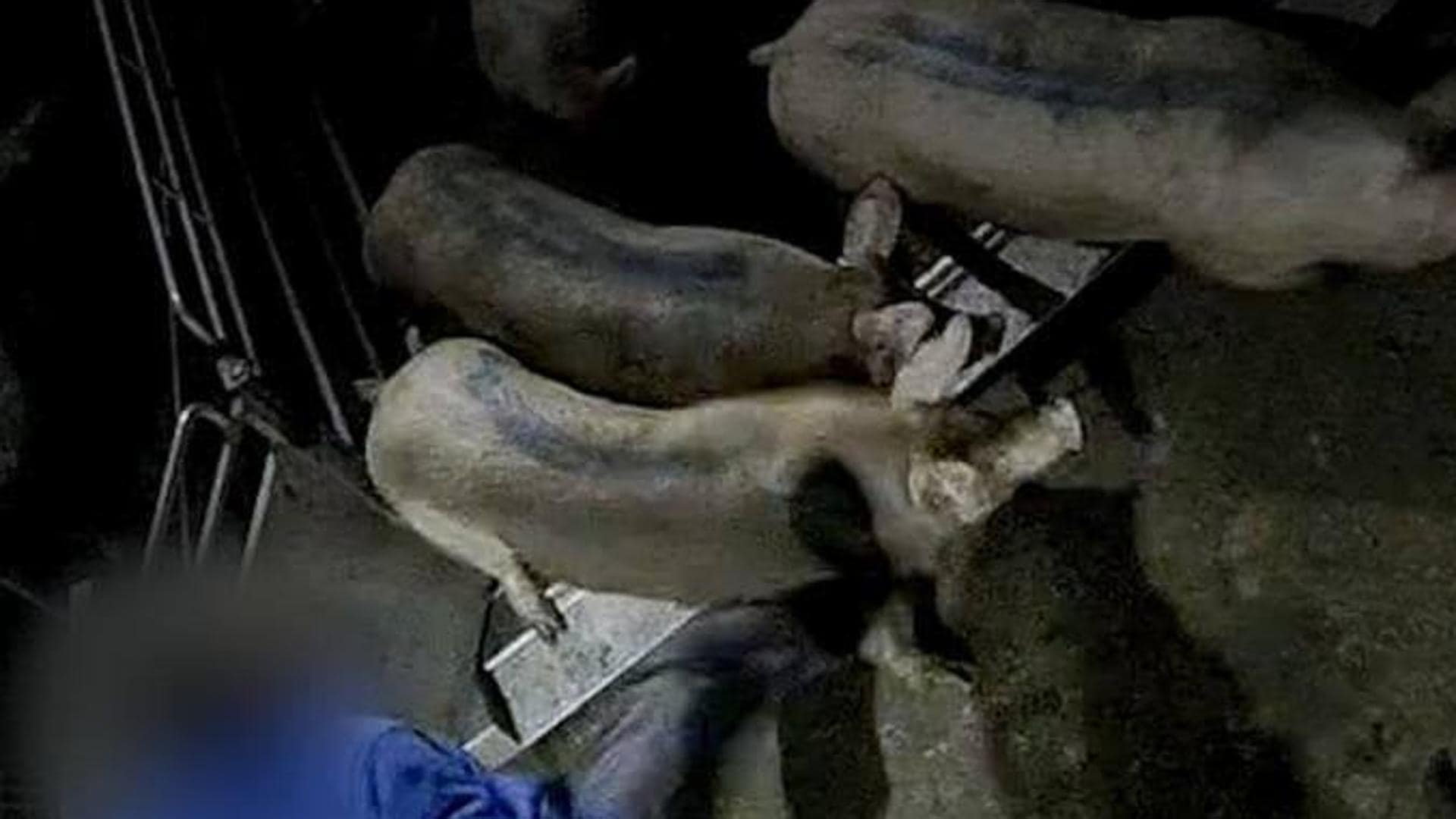 Admiten la querella contra la segunda «granja del terror» denunciada en un pueblo de Burgos