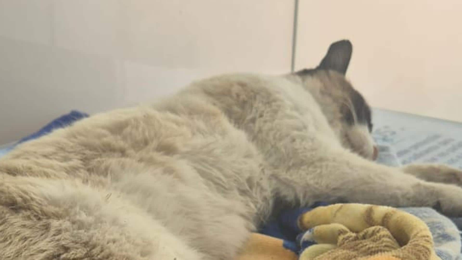 Alarmante caso de maltrato animal en Castellanos de Moriscos: piden ayuda para encontrar al responsable de disparar a gatos callejeros