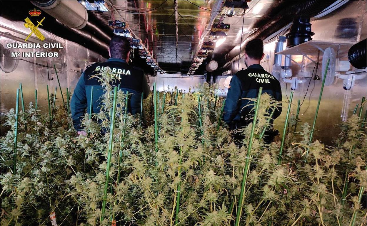 Cuatro detenidos por asesinato en Valencina para robar una plantación de marihuana