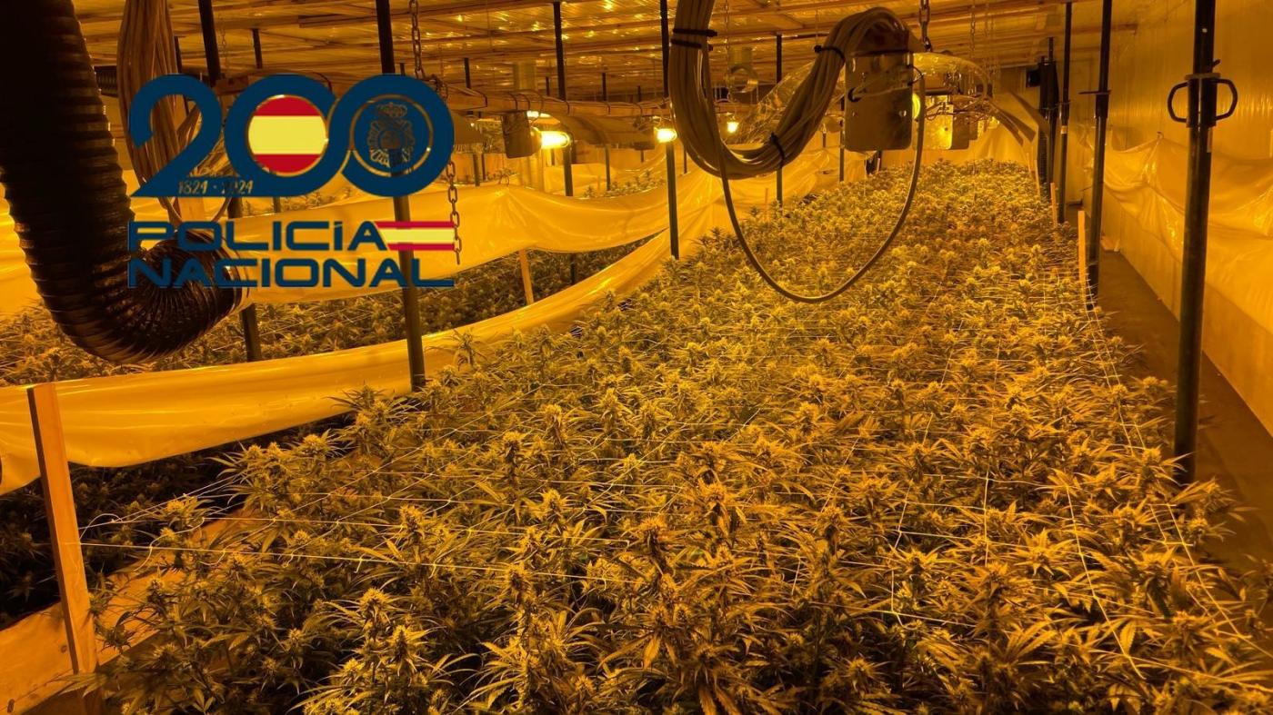 Desarticulada una plantación de marihuana en Alcalá de Guadaíra: cuatro personas detenidas.