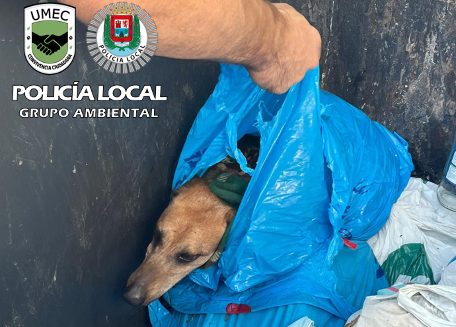 Rescatado un perro tirado a un contenedor de basura