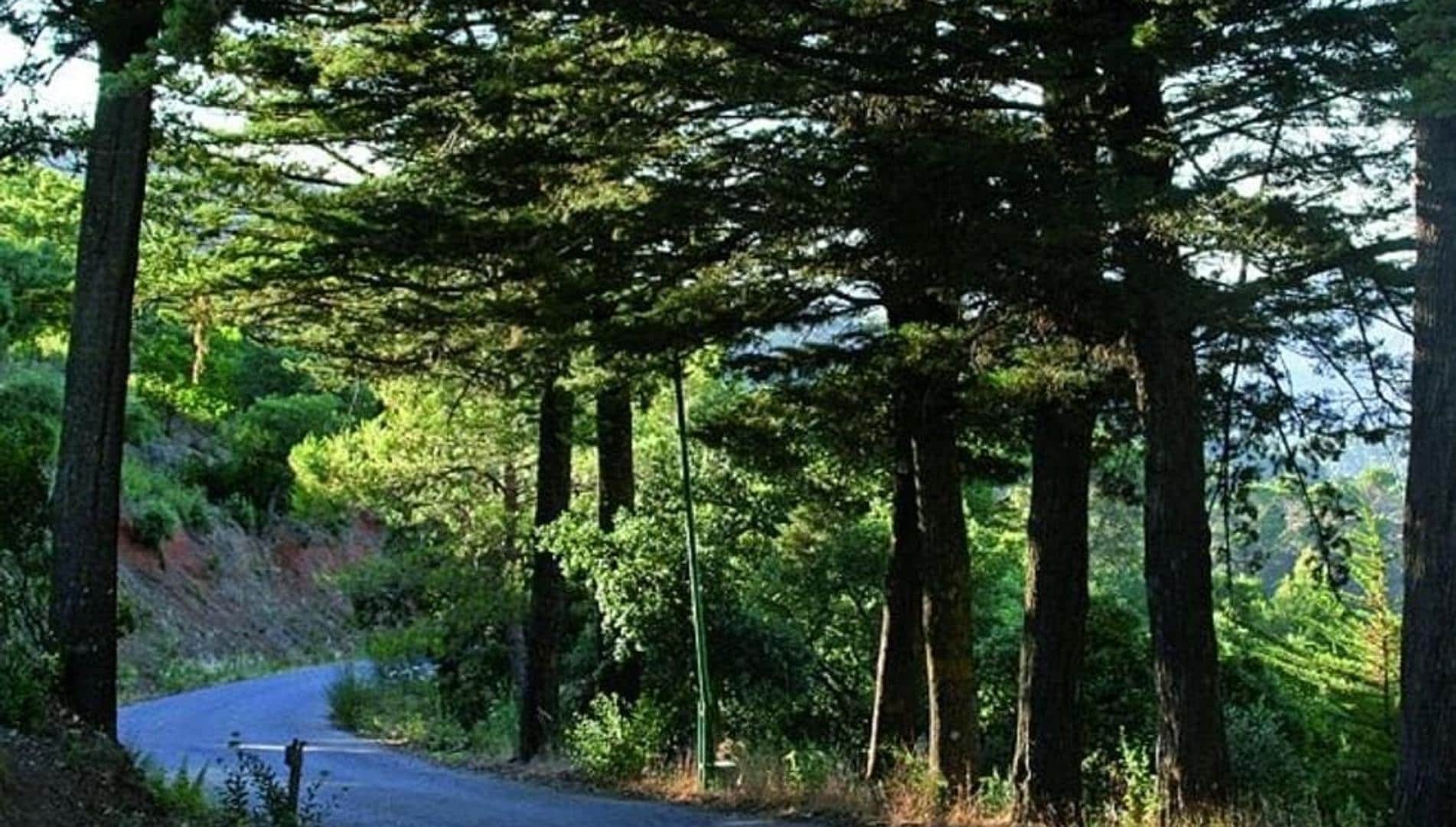 Detenido sospechoso del crimen de David, el joven asesinado en una finca de Los Montes de Málaga