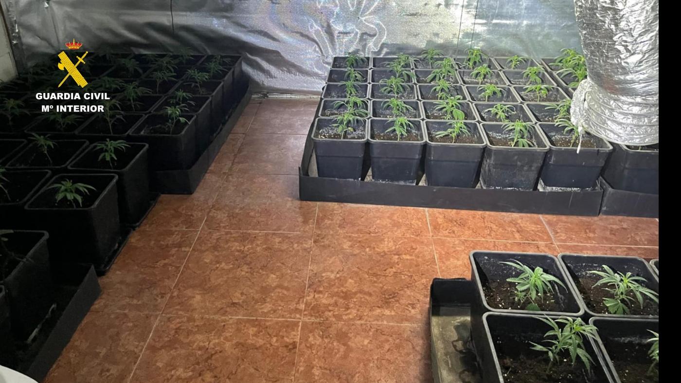 Detenidos por cultivo de marihuana y defraudación eléctrica en una vivienda en La Campana