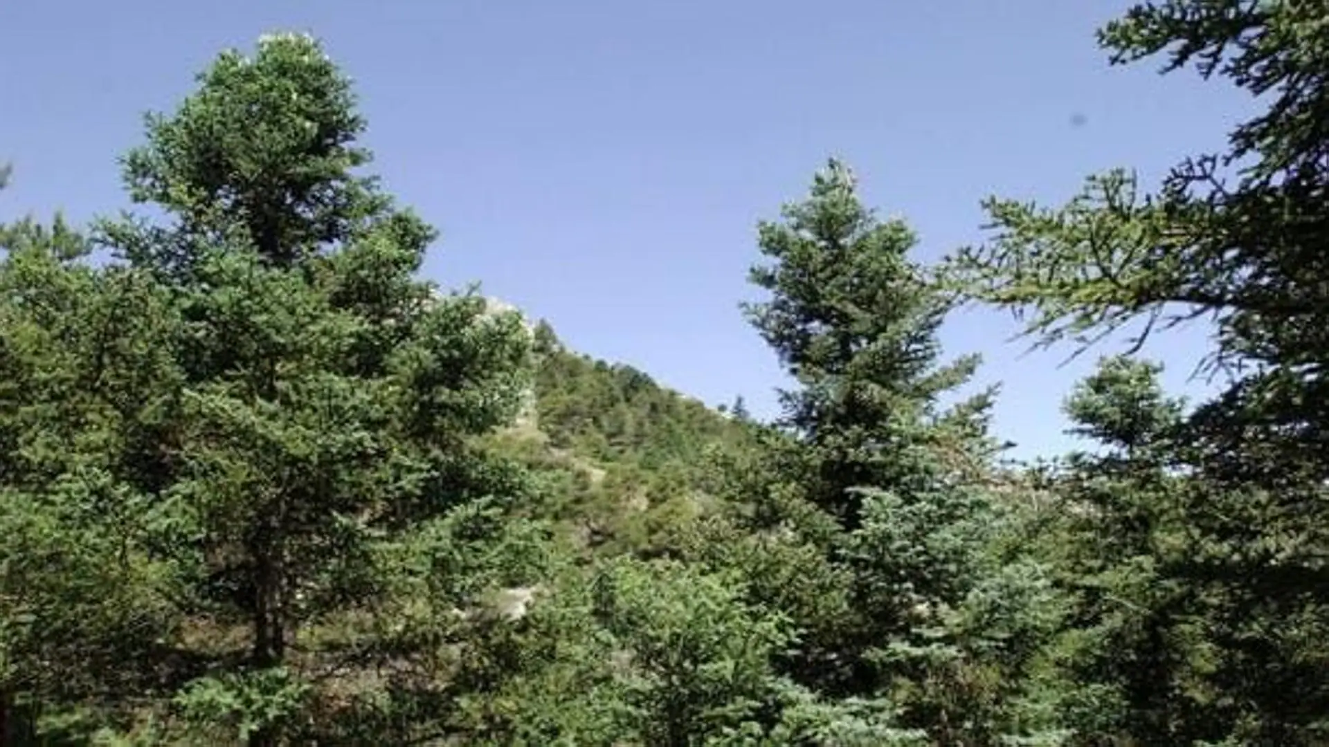 'Niños lobo': rescatan en Málaga a una menor que se crió en un bosque en Suiza sin contacto con la sociedad