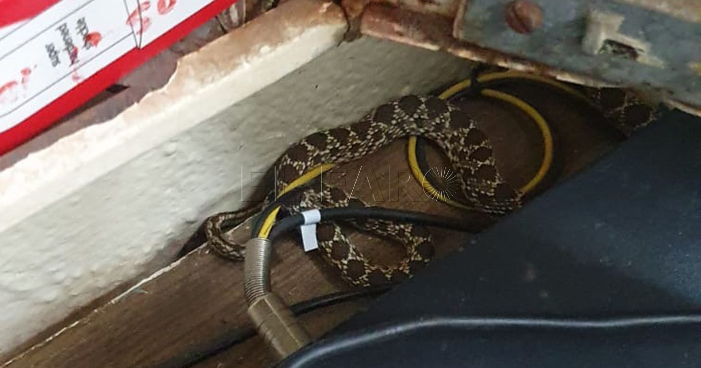 Escándalo en centro penitenciario de Melilla: Funcionarios denuncian presencia de serpiente y falta de medidas de seguridad