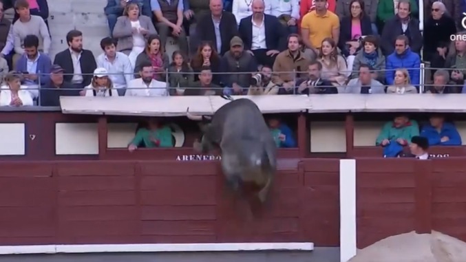 Un toro de Miura siembra el pánico en Las Ventas