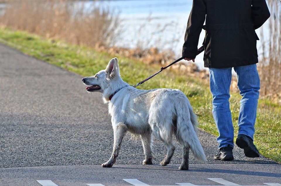 Avisan de alimentos en la calle con objetos punzantes o veneno para mascotas