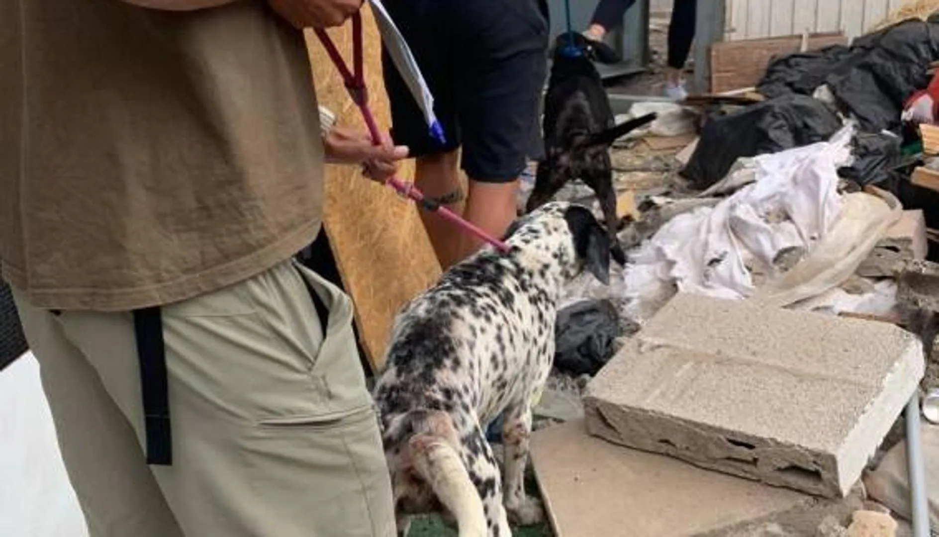 Rescatan en Arrecife a dos perros en condiciones deplorables