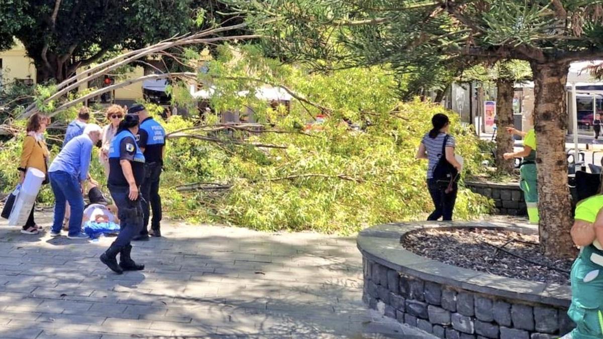 Un árbol cae encima de un hombre en Santa Cruz de Tenerife.