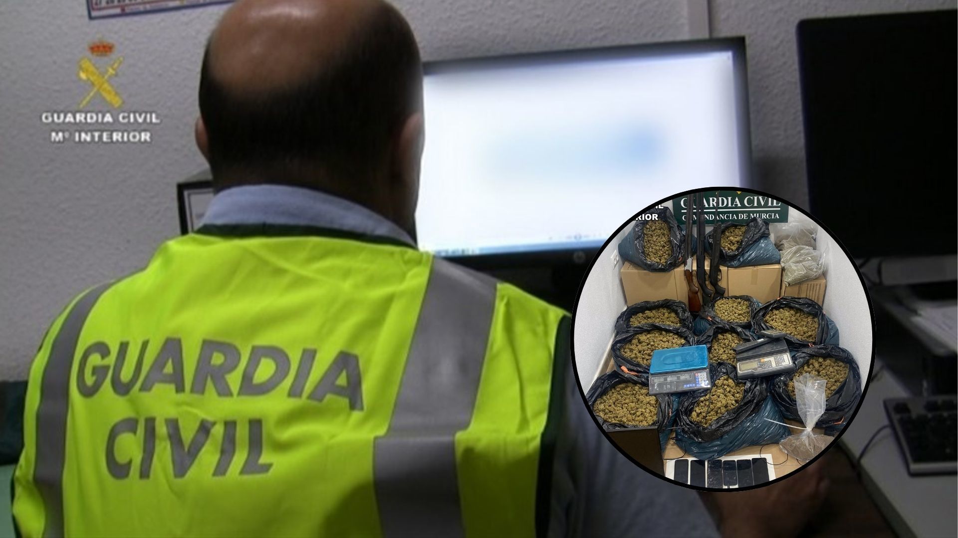 Incautan más de 1.500 plantas de marihuana y 40 kilos de cogollos en San Javier