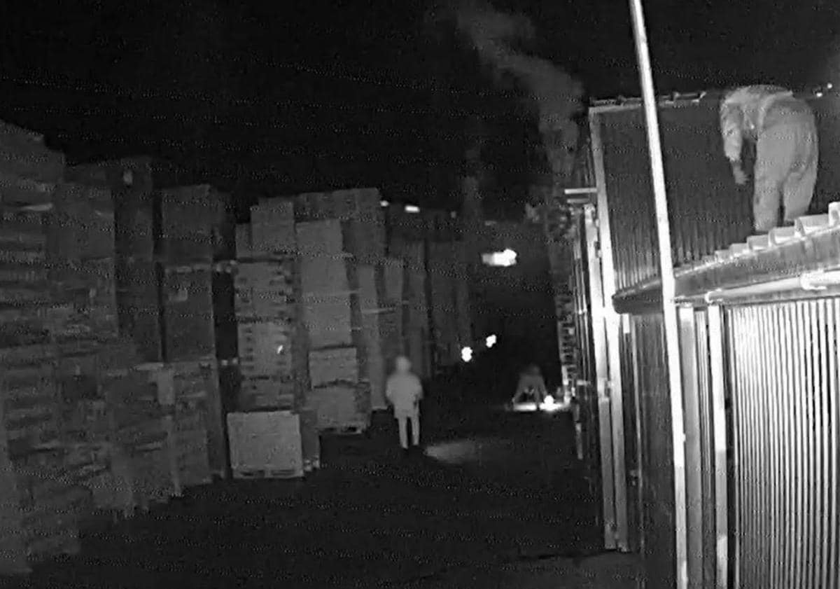 Imagen principal - Amenazas, coacciones e incendios en naves industriales y camiones: así funcionaba 'la mafia del palé' que atacó a una empresa de Alicante