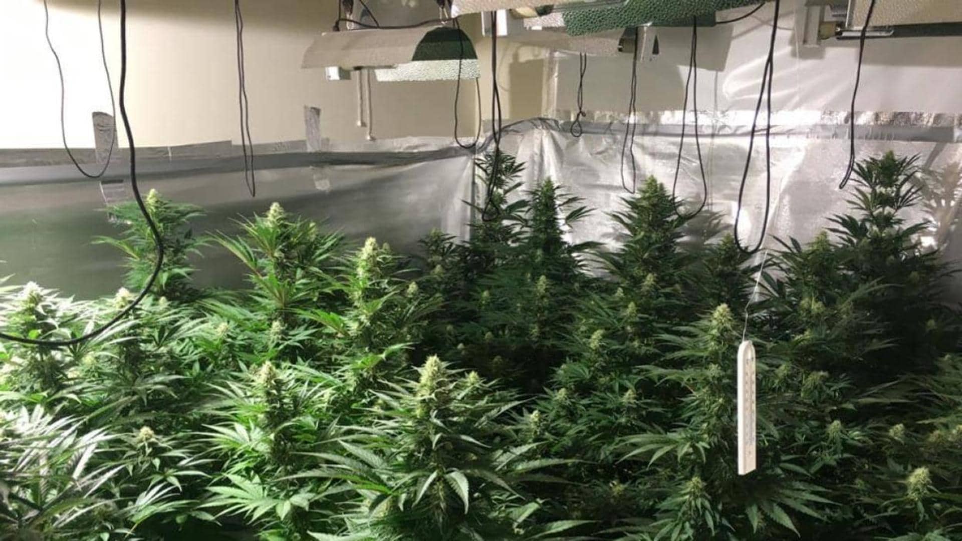 Zulos conectados por túneles entre casas: la operativa de película de una banda que cultivaba marihuana en Alhaurín de la Torre