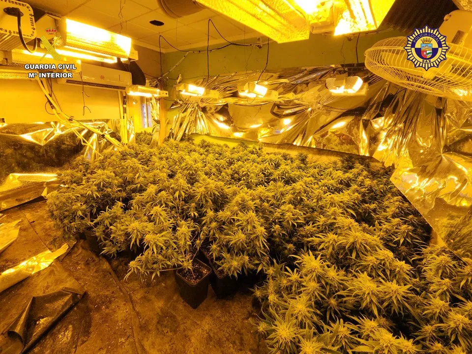 Desmantelan plantación de marihuana en Sax: cinco detenidos y cargos por delitos contra la salud pública y pertenencia a organización criminal