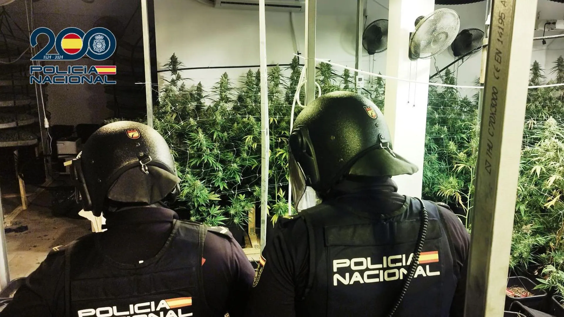 Desmantelan sofisticada plantación de marihuana en vivienda de lujo en Albacete