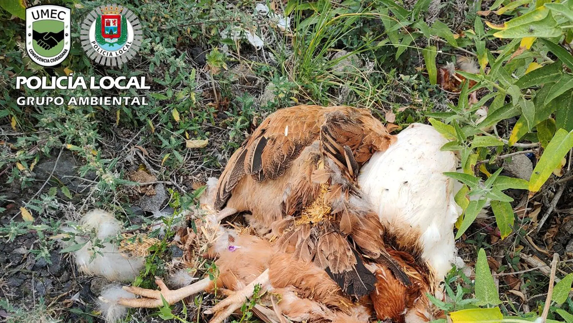 Investigada por cortar la cabeza a cinco aves y abandonar los cuerpos en Tenoya