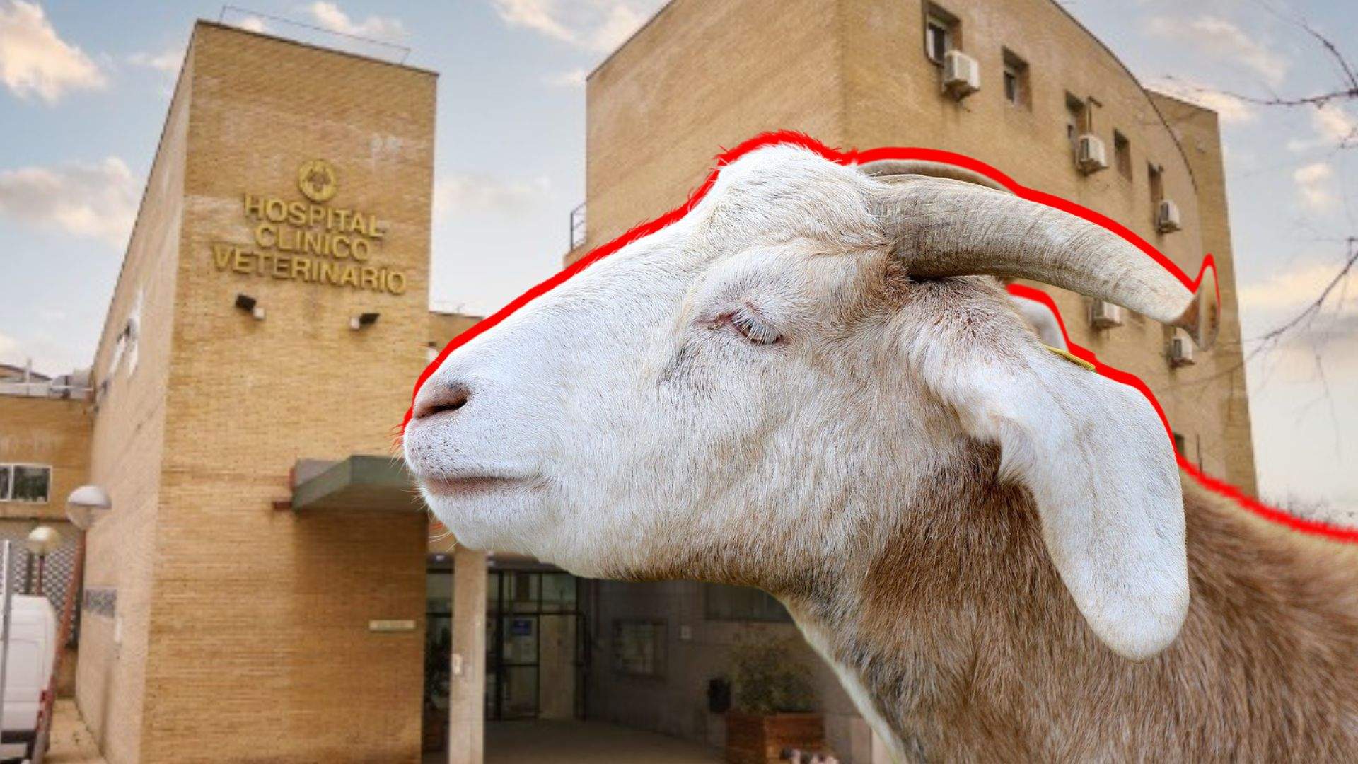 Detenido trabajador del Hospital Veterinario de la Complutense de Madrid por violar a una cabra