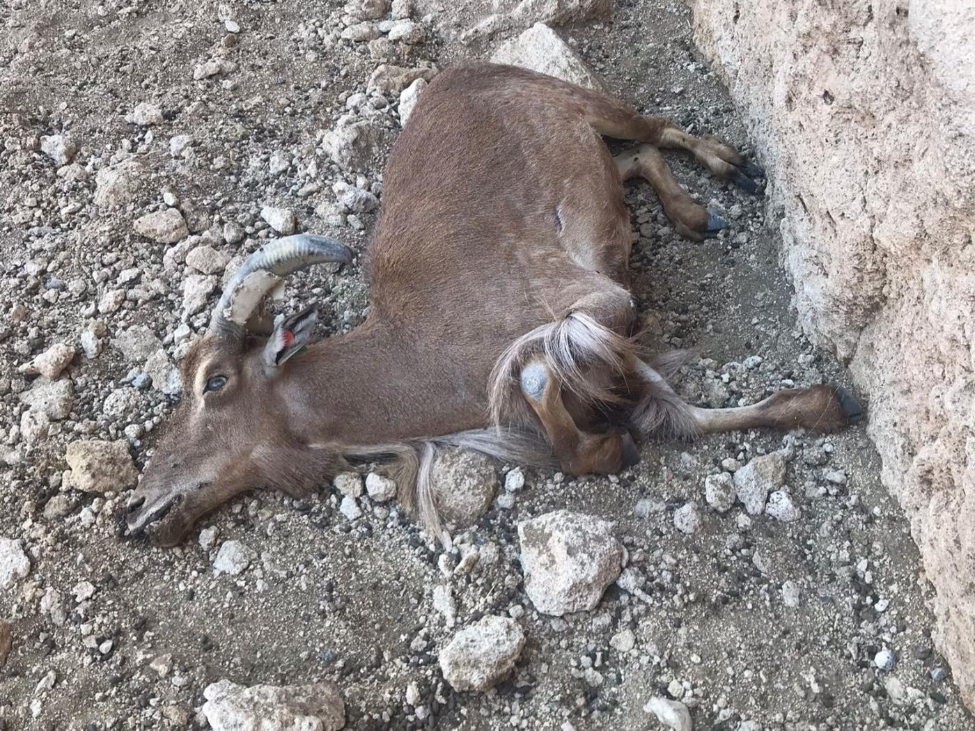 Ejemplar de arruí fallecido en la Finca Experimental de La Hoya. - EEZA