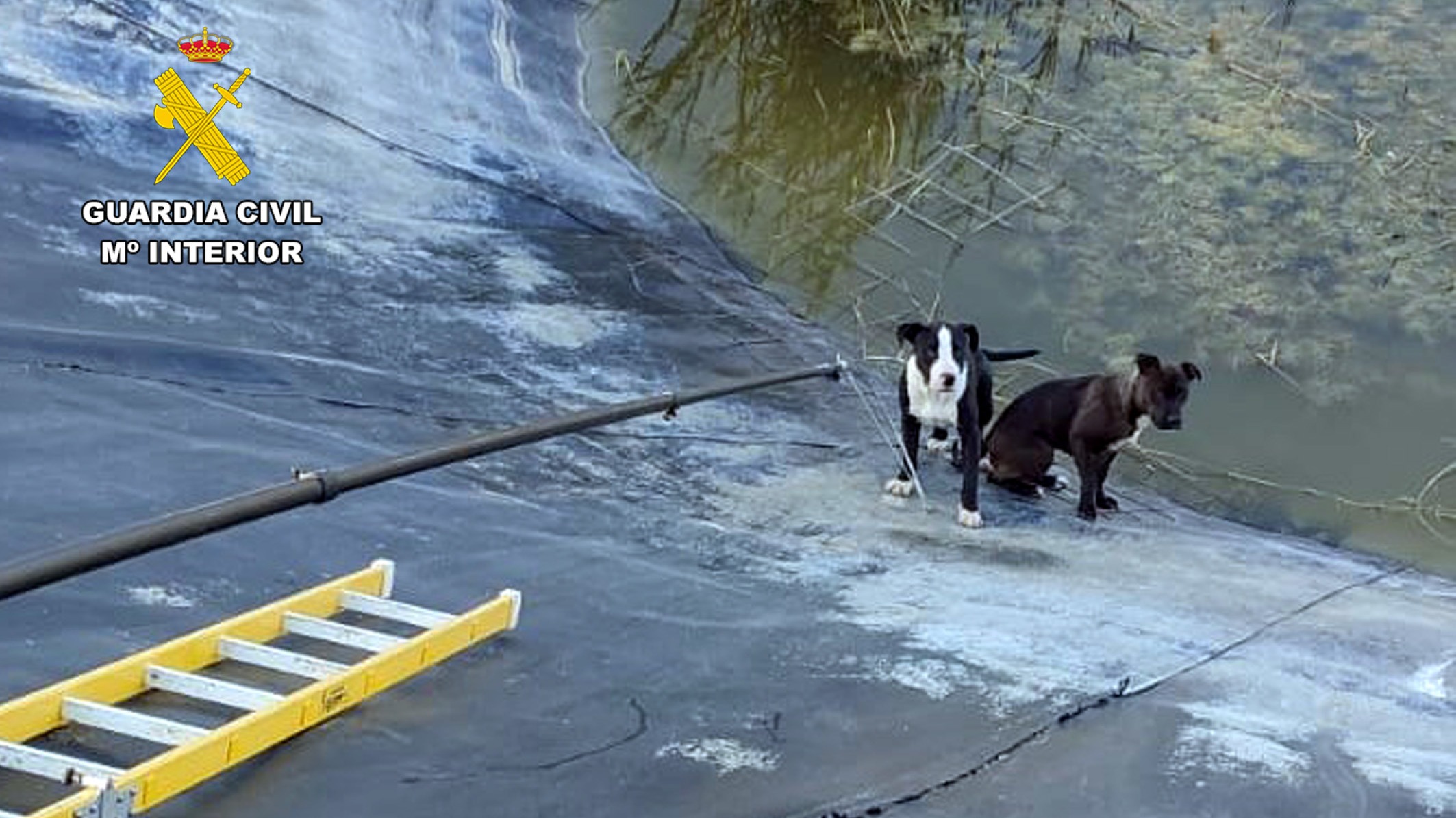 Guardia Civil y bomberos rescatan a dos pit bulls atrapados en una balsa de riego en Mula