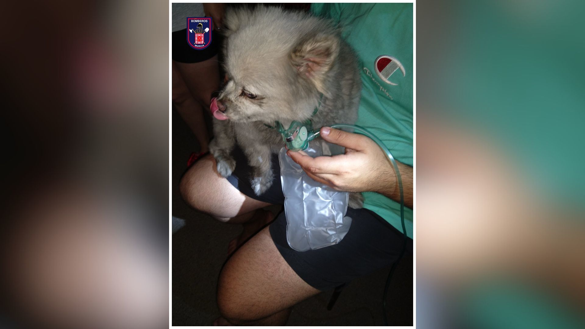 Rescatan a un perro del interior de una vivienda en Murcia