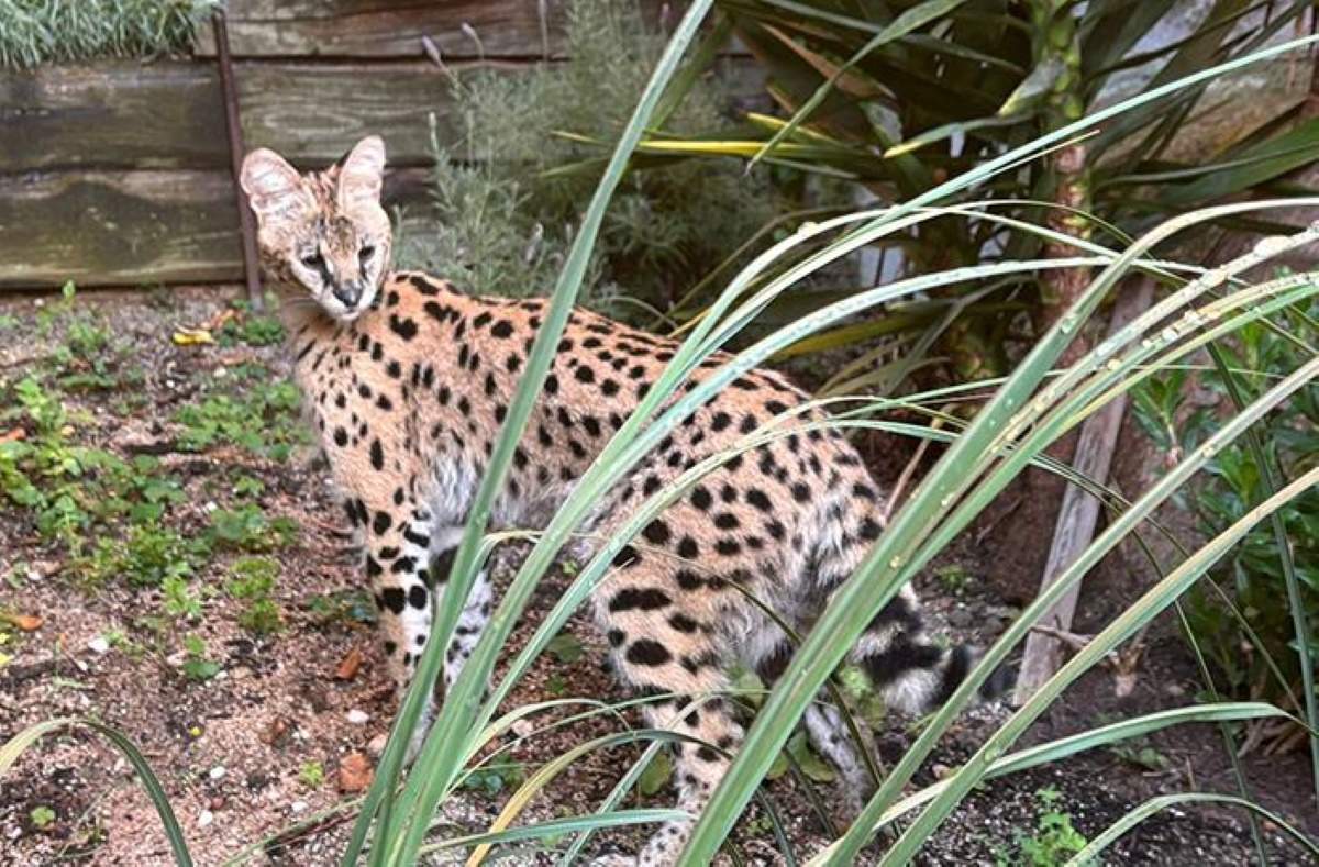 Serval FAADA