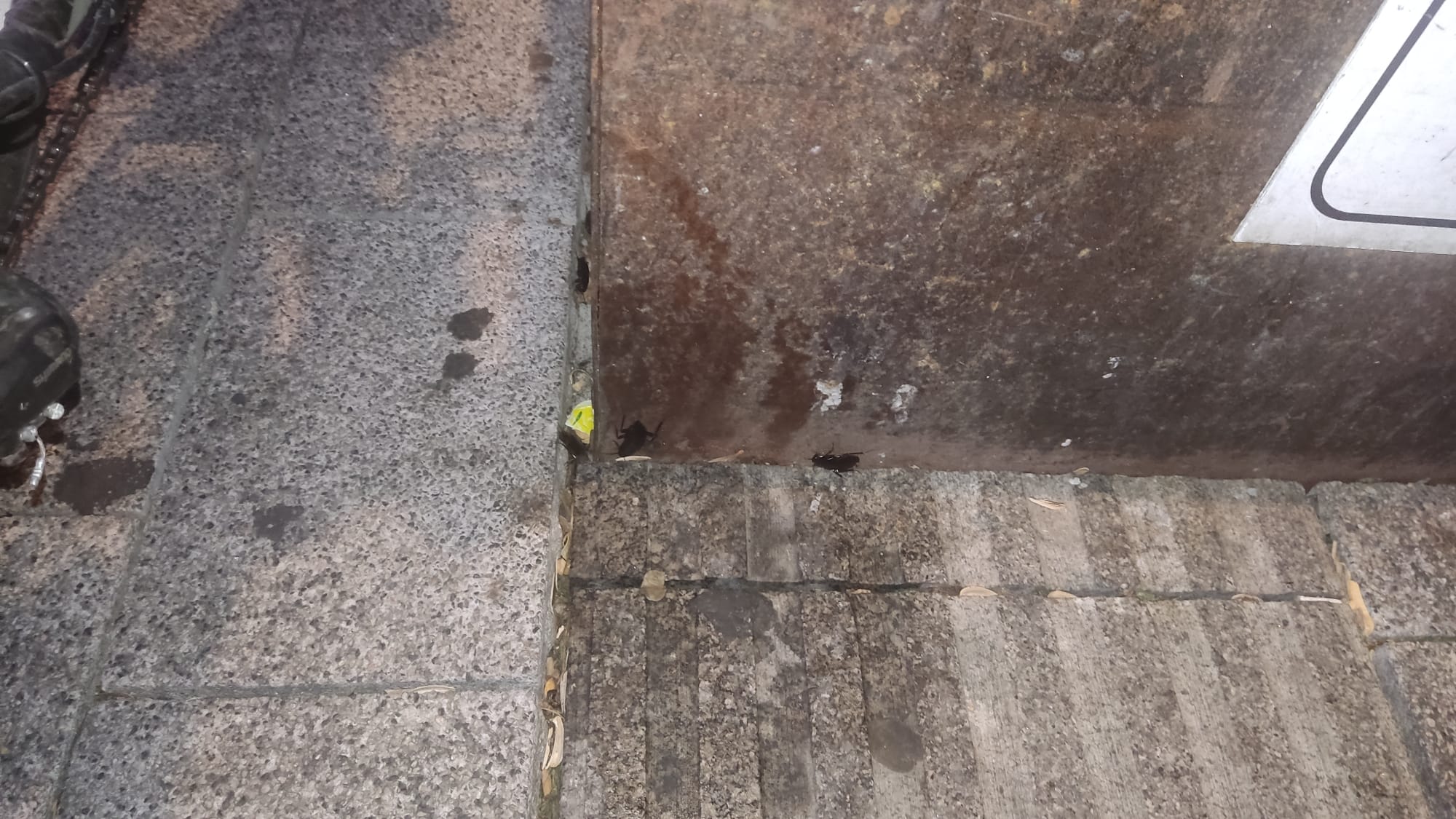 Alerta en Vitoria: Vecinos denuncian invasión de cucarachas que entran en casas y portales