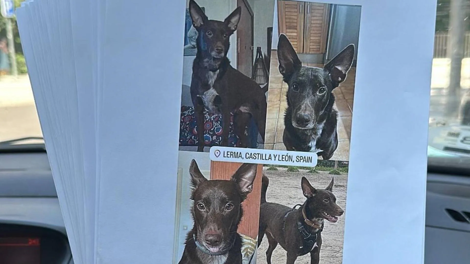 Los influencers se vuelcan para encontrar al perro perdido tras un accidente en Lerma