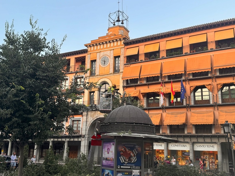 Los bomberos talan un almez en la plaza de Zocodover