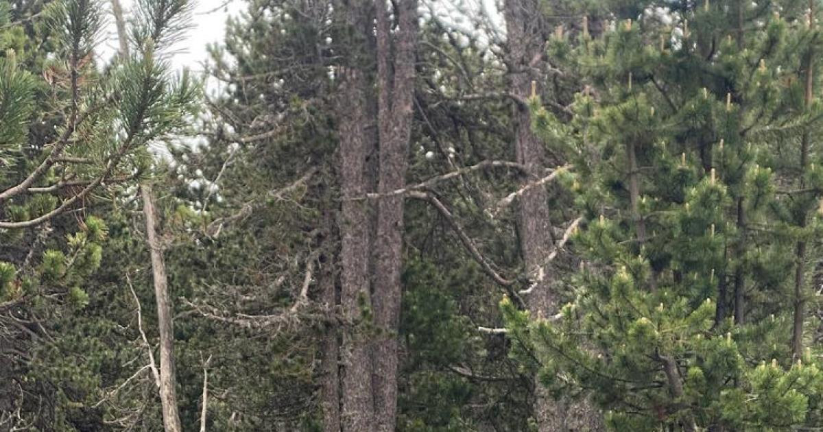 Rescates de montaña en Espot y Lles de Cerdanya