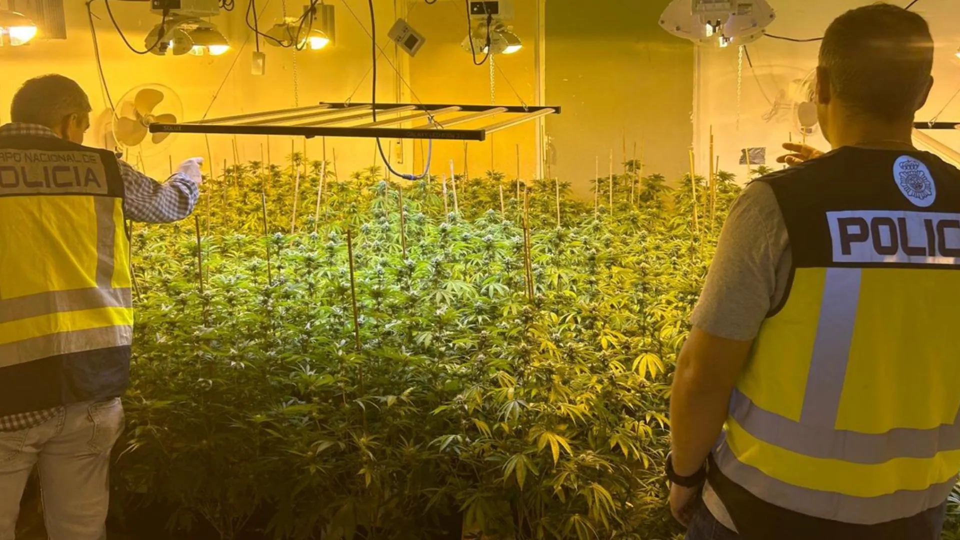 SUCESOS EN ALICANTE | Del blanqueo de capitales a descubrir una plantación de marihuana 'indoor'