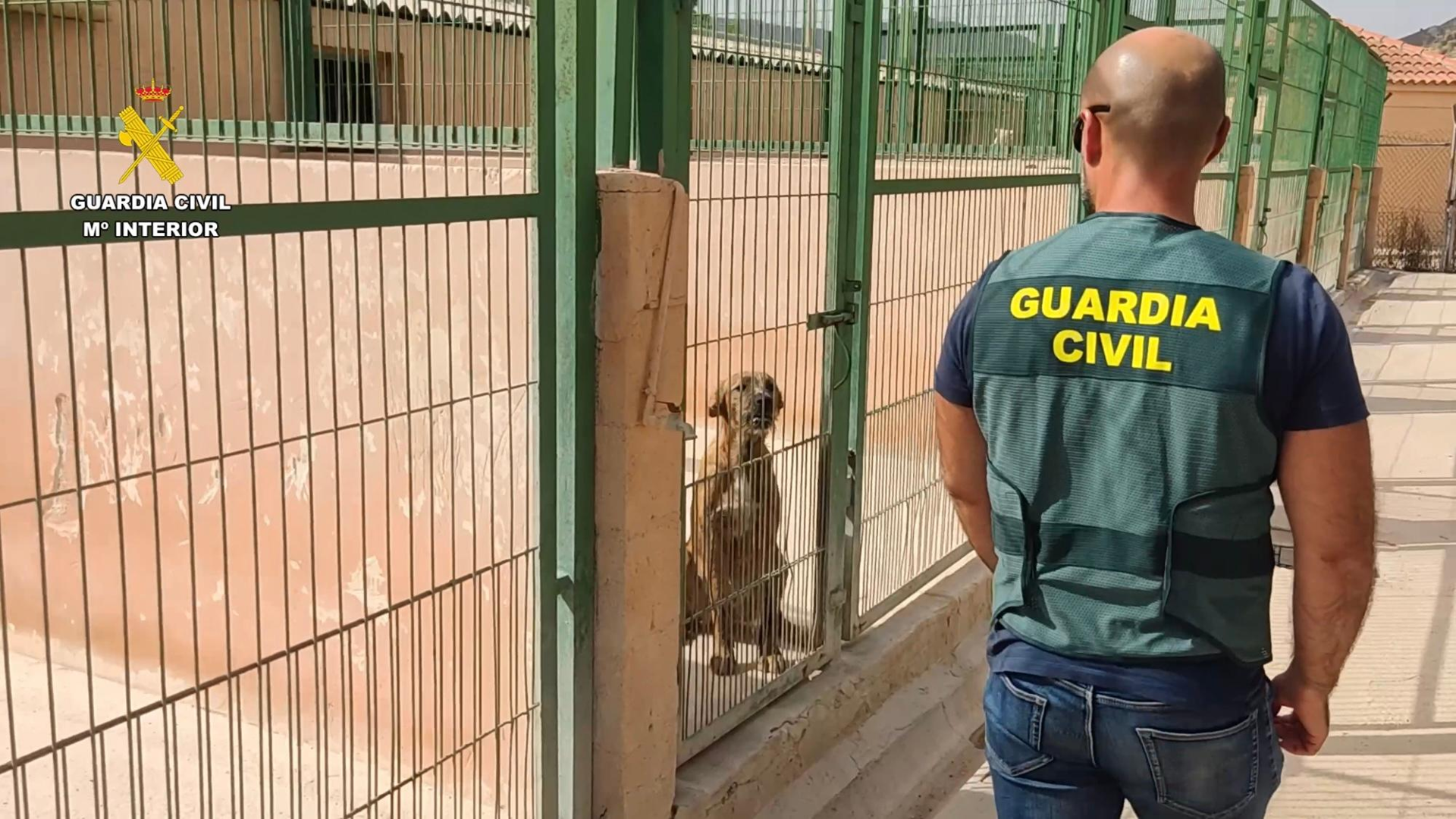 Información a cambio de dinero: la estafa a propietarios de perros robados o perdidos en Alicante | Perros perdidos Alicante | Perros robados Alicante | Perreras Alicante