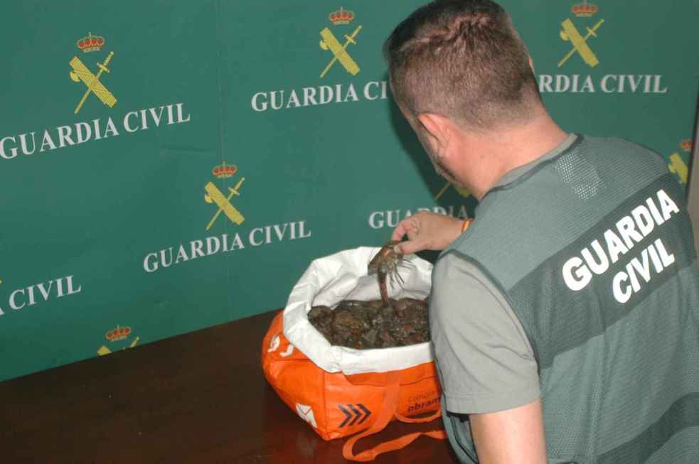 Detenidos por comercializar cangrejos vivos en bares y restaurantes de Soria