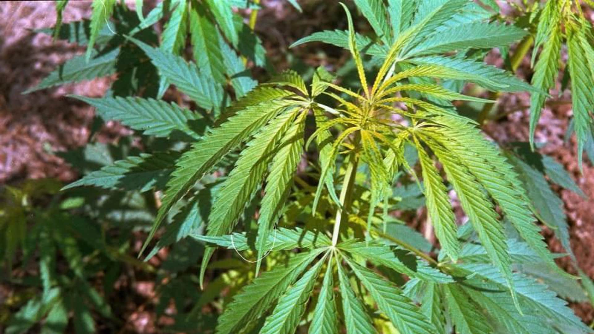 La Guardia Civil detiene a un hombre que intentó huir con droga en su mochila en Castellar