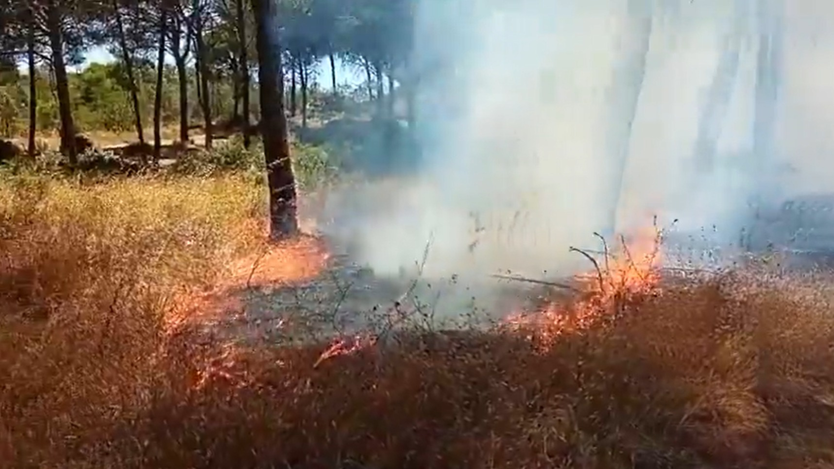 Extinguido el incendio forestal declarado en el Paraje Cabezo Gordo de Almonte