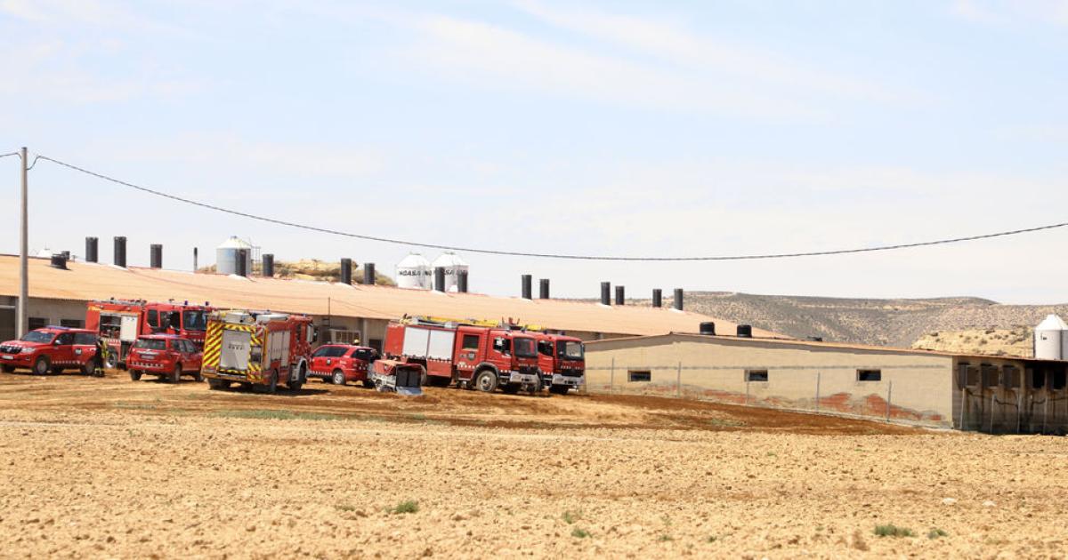 Mueren unos 1.200 cerdos en el incendio de una granja en Seròs