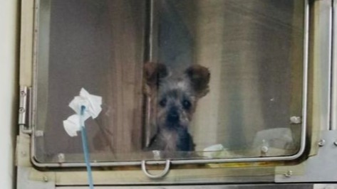 Los bomberos de Huelva salvan la vida de un perro tras un incendio