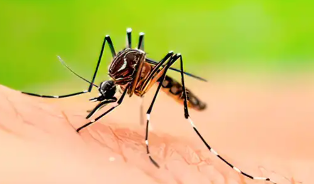 Vitoria vigila y pide ayuda ciudadana contra los mosquitos tigres