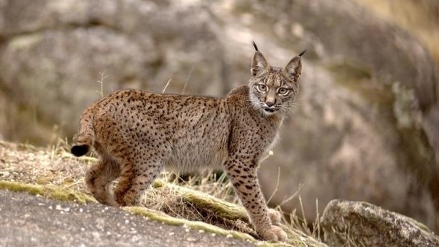 Triste noticia: Muere atropellada una hembra de lince en una carretera onubense