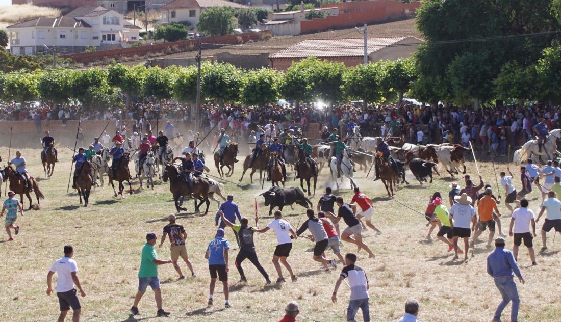 Un herido por asta de toro en los encierros de Fuentesaúco
