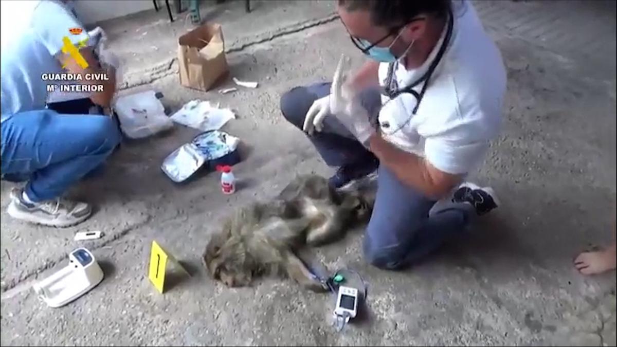 Vídeo: La Guardia Civil rescata a dos monos de Gibraltar enjaulados durante más de quince años.