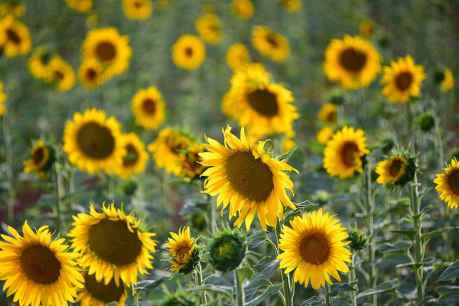 Campo de girasoles en Golmayo Campo de girasoles en Golmayo