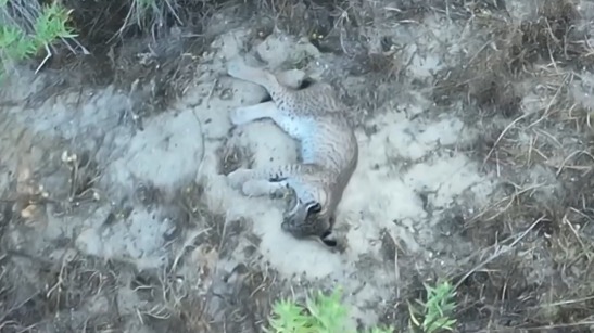Muere atropellado un lince que podría ser un cachorro de la hembra atropellada en Villarrasa