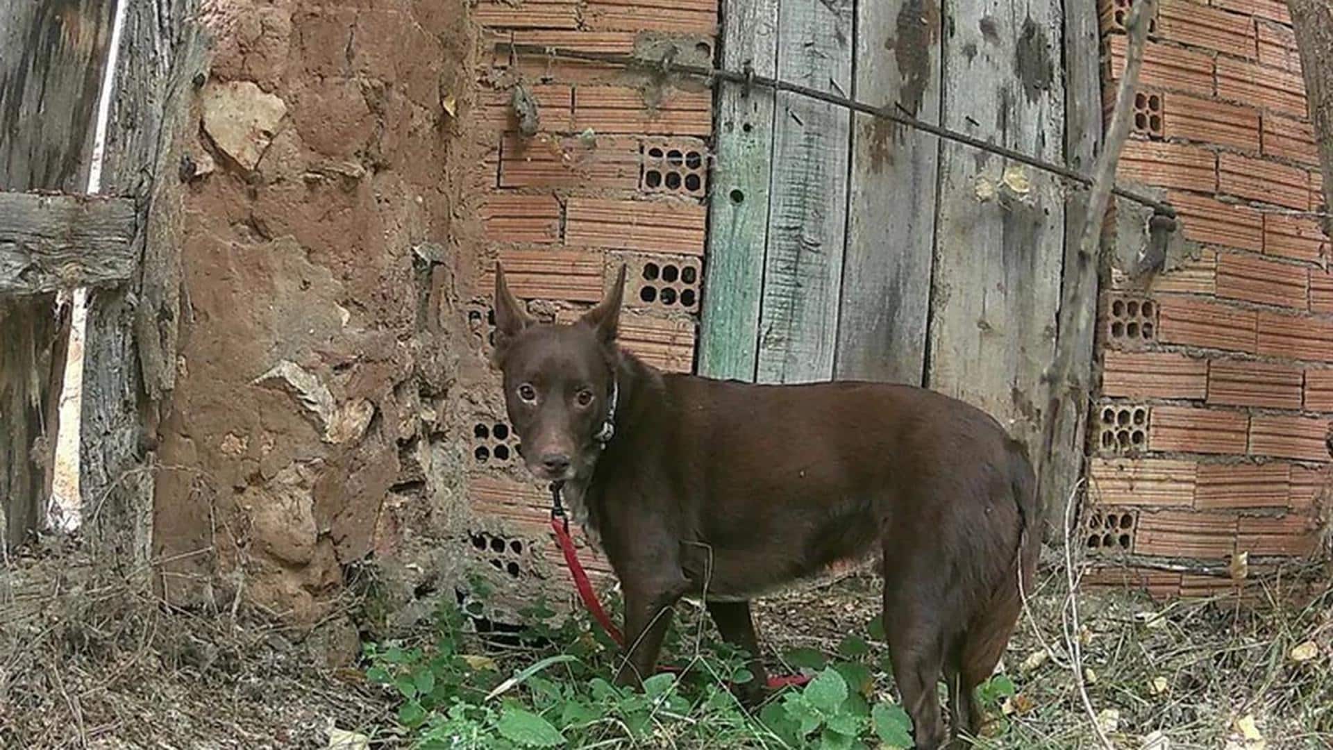 Balto, el perro que regresó corriendo a su familia después de 21 días perdido en Burgos