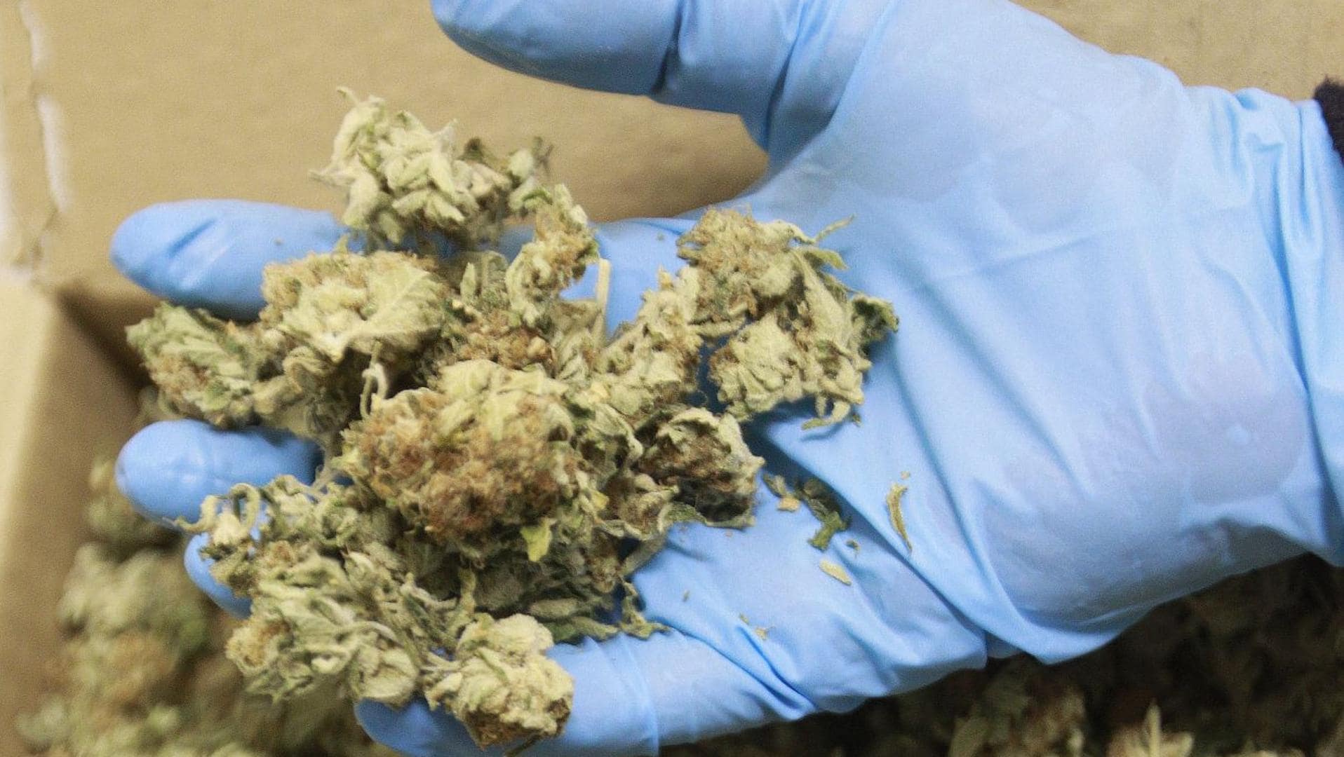 Cae un grupo criminal que traficaba con drogas en el norte de Burgos