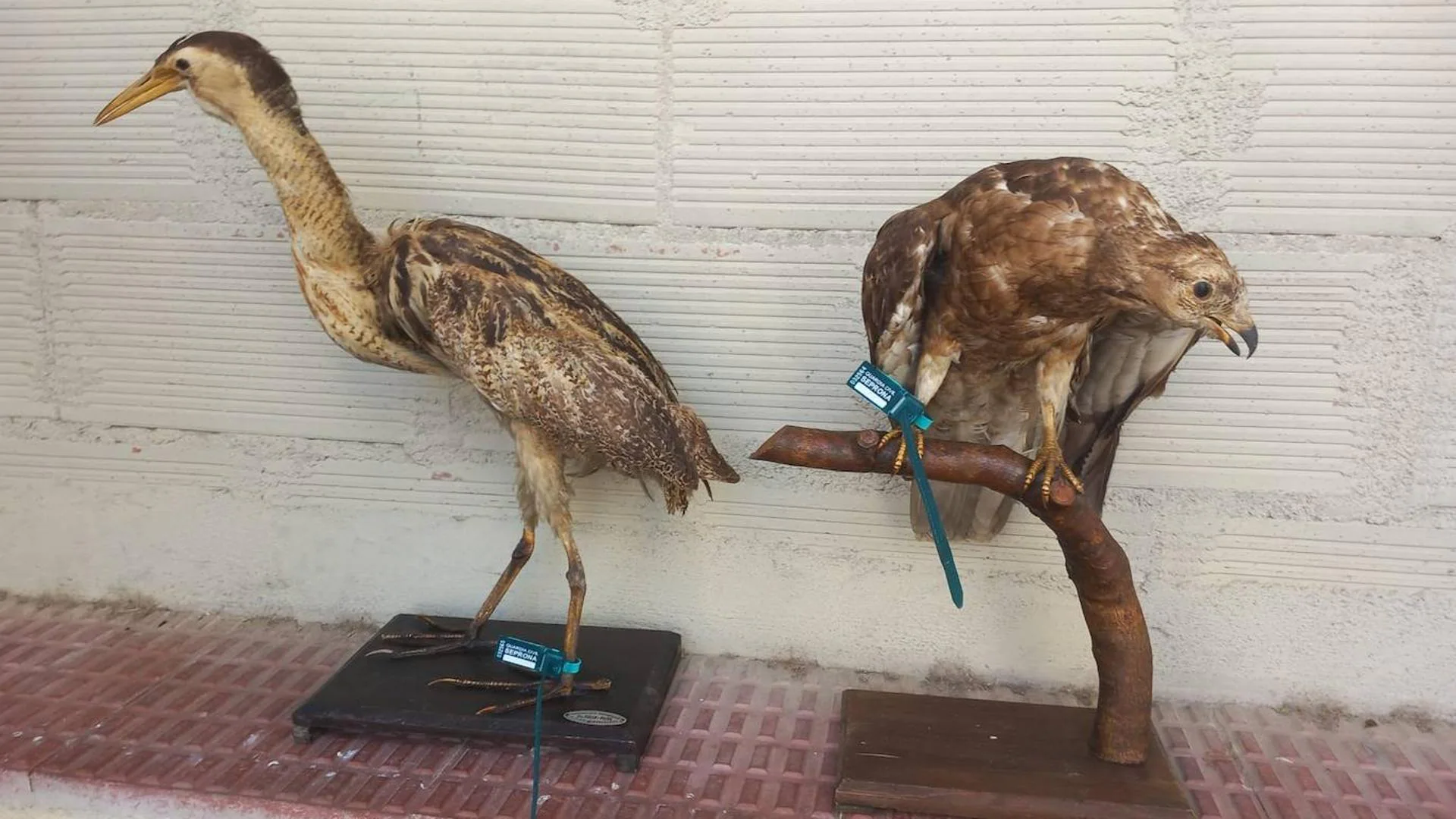Requisados dos ejemplares disecados de fauna protegida que un logroñés trataba de vender online