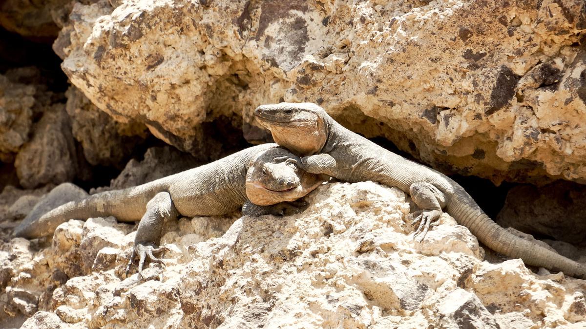 Detenido en Tenerife tras intentar contrabandear lagartos gigantes de Gran Canaria